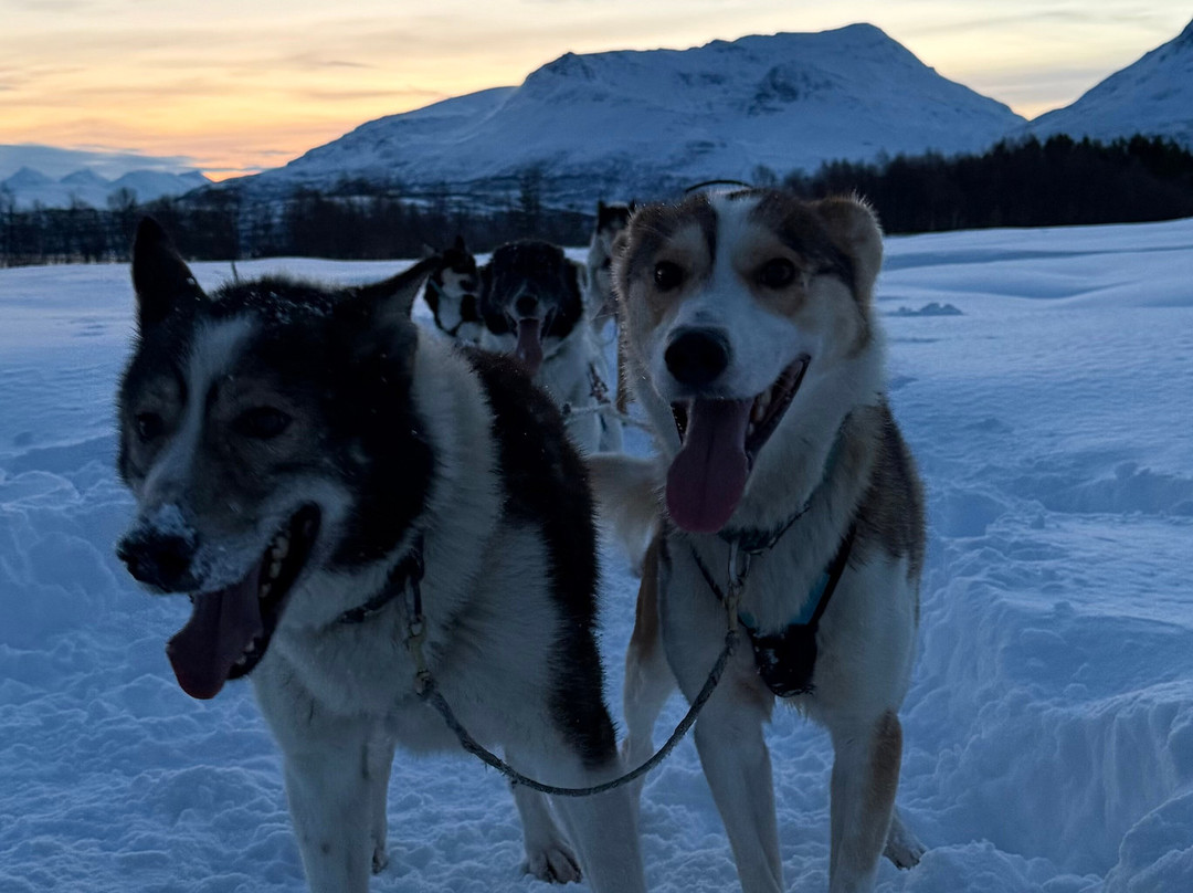 Kvaløya Husky-特罗姆瑟必去景点