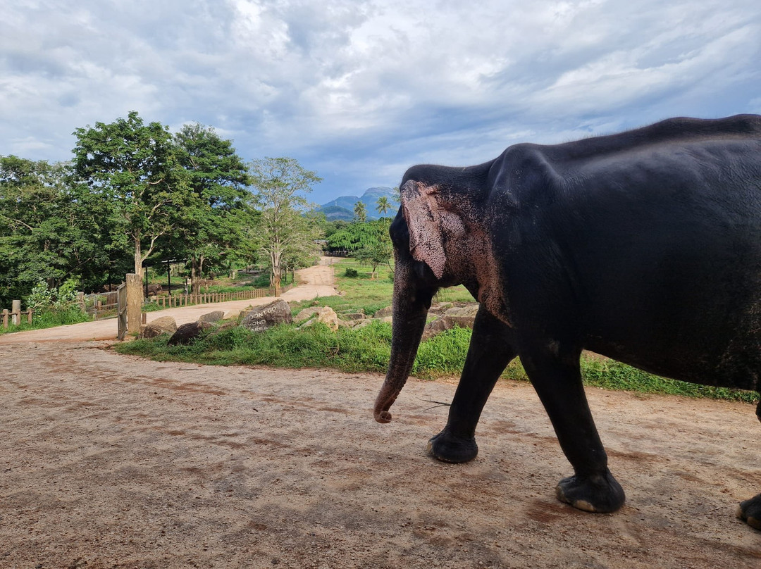 Journey To Ceylon-Udugama必去景点