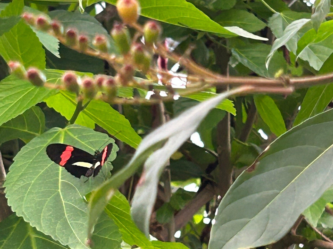The Leaf-温尼伯必去景点