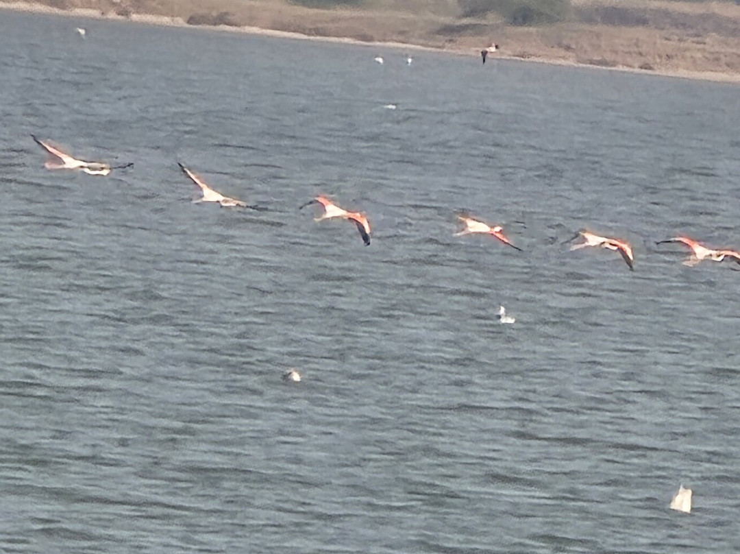 Heaven Of Kutch Khavda To Dholavita Road