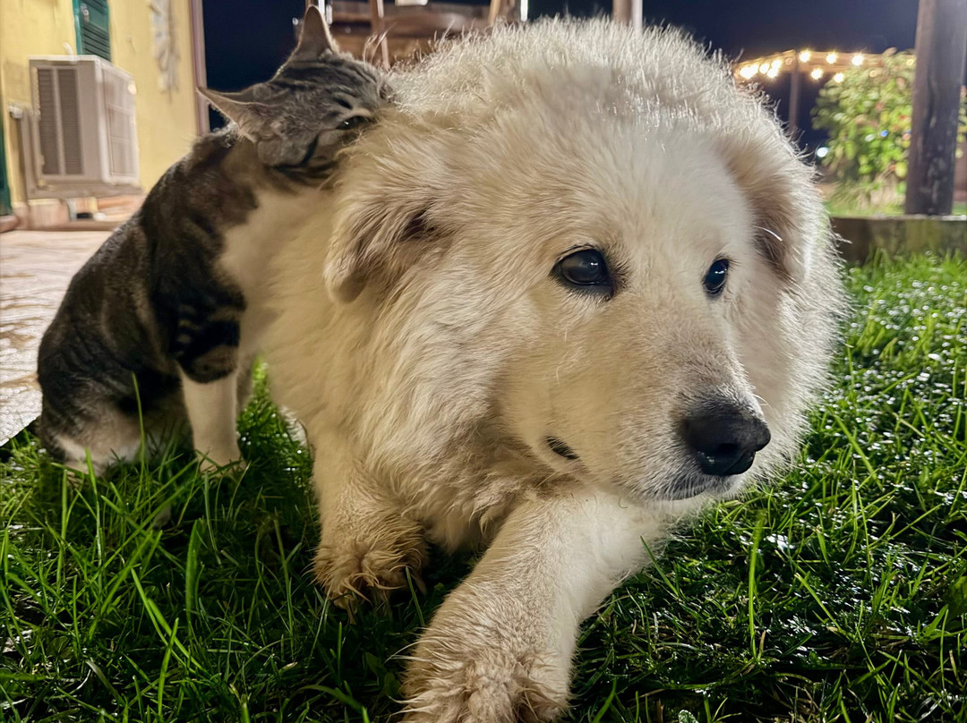 Terre Dell'Amore主图