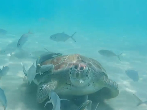 Budget Boat Trips Curacao-库拉索必去景点