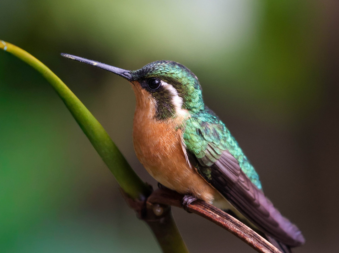 My Costa Rica-圣何塞必去景点