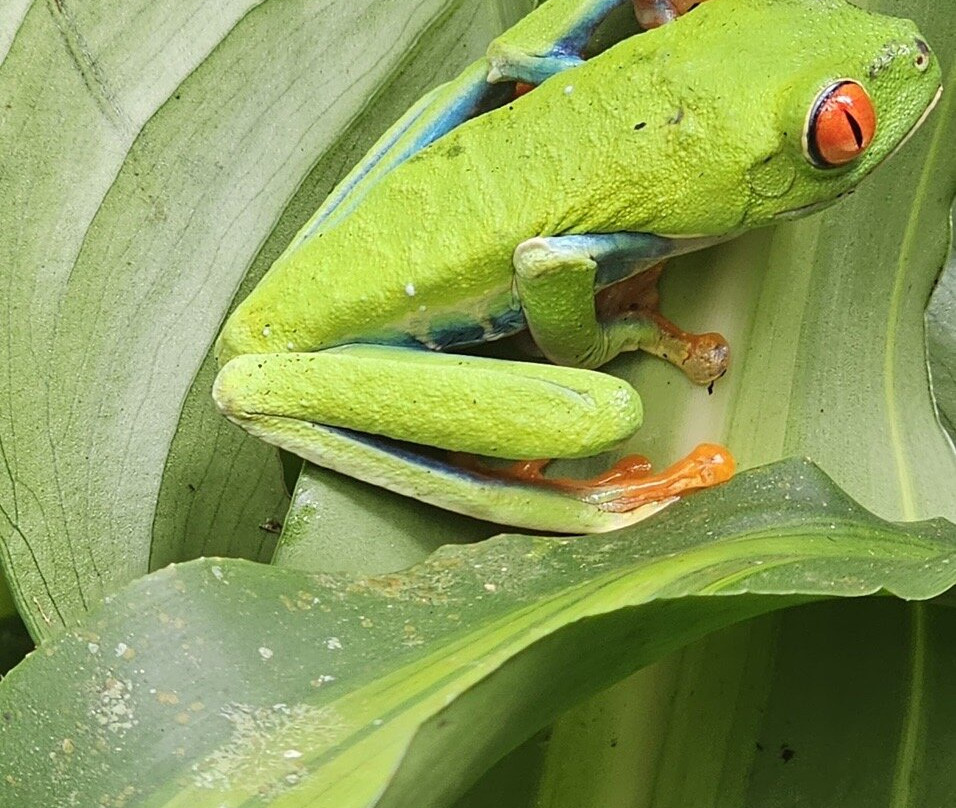 Memo Adventures Pura Vida In Costa Rica-Playas del Coco必去景点