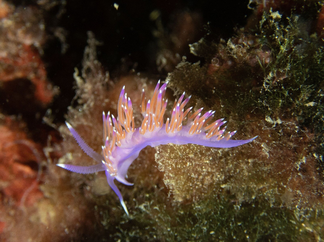 Black Frog Divers-托罗克斯必去景点