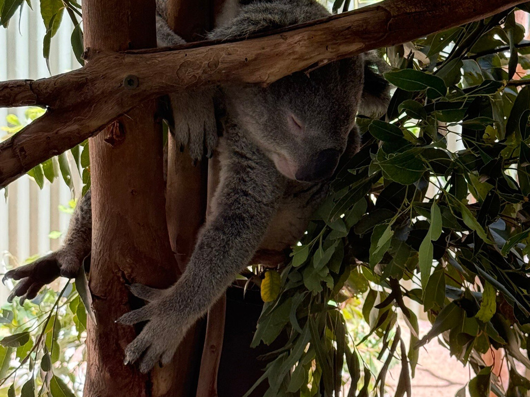 Blue Mountains Tours-格兰布鲁克必去景点