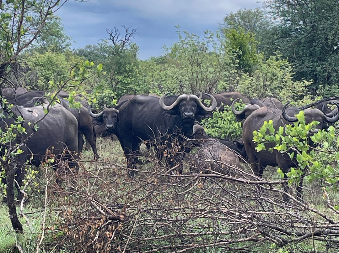 Snyman Safaris-南帚必去景点