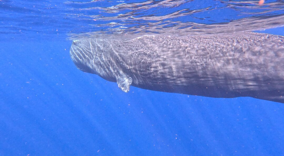 Dominica Water Tours-Scotts Head必去景点