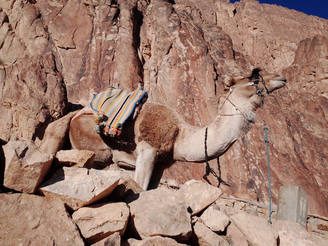 Marsa Alam Tours-马萨阿拉姆必去景点