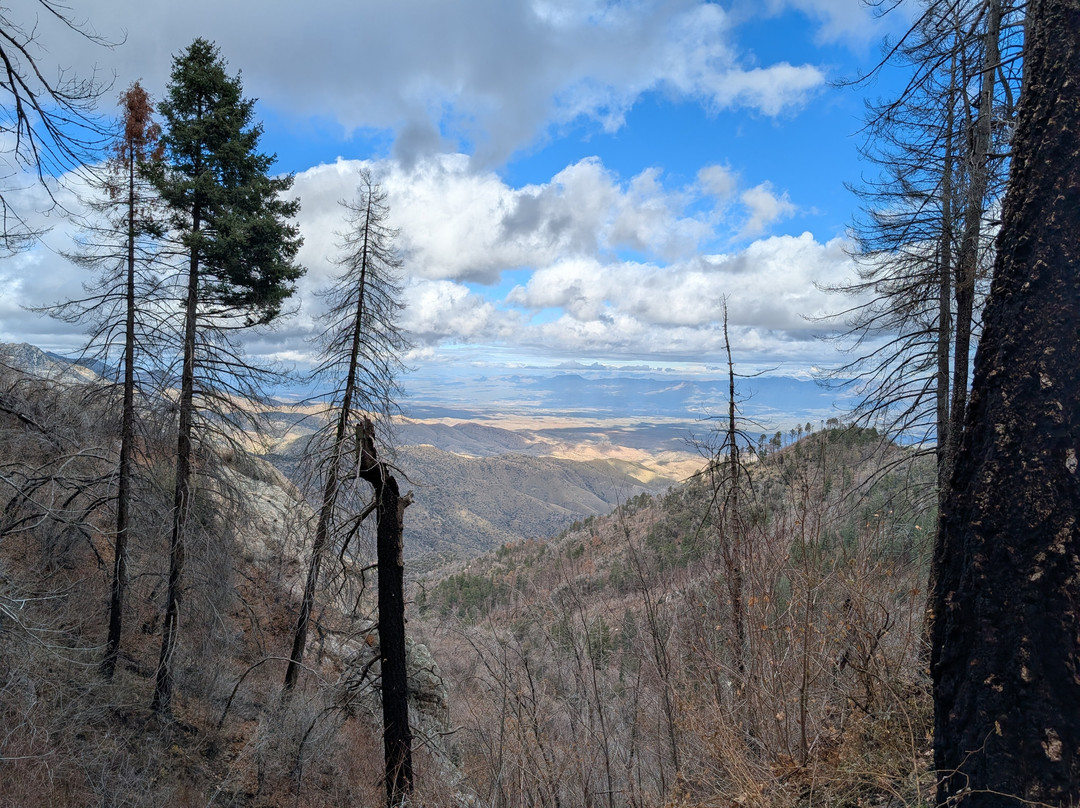Arizona Zipline Adventures-Oracle必去景点
