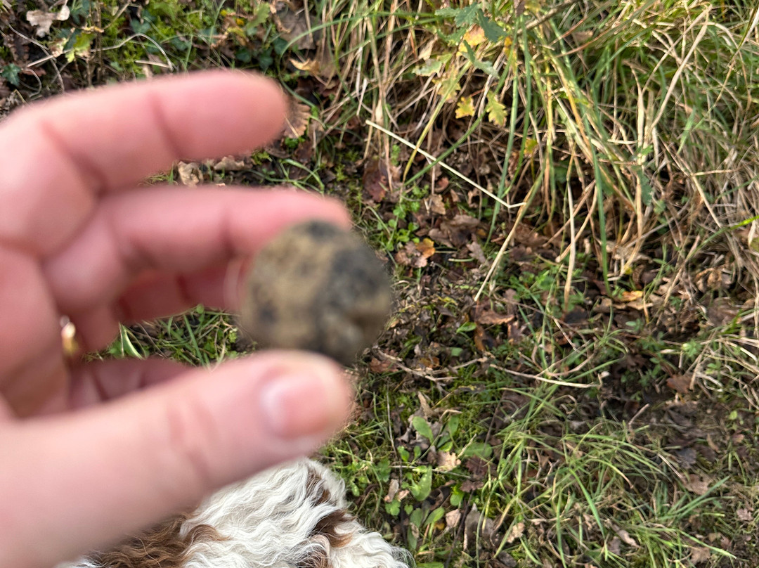 Truffle in Tuscany-圣米尼亚托必去景点