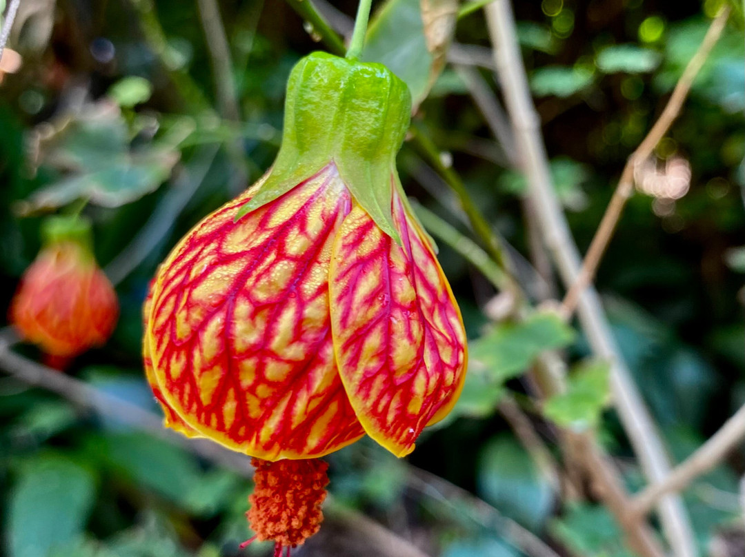 Marie Selby Botanical Gardens-萨拉索塔必去景点