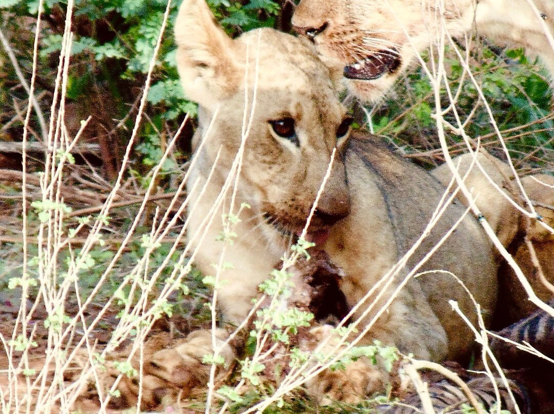 Scopri il Kenya con Nicholas-瓦塔木必去景点