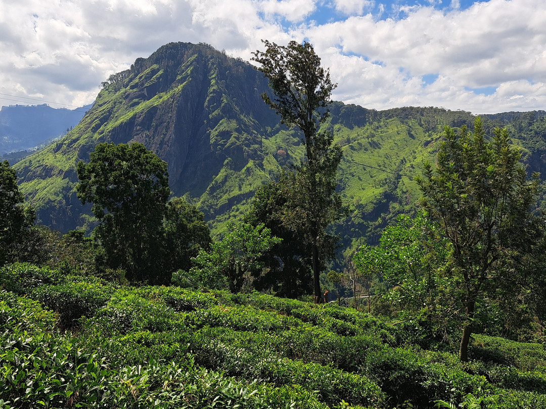 Chandis SriLankan Tours-康提必去景点