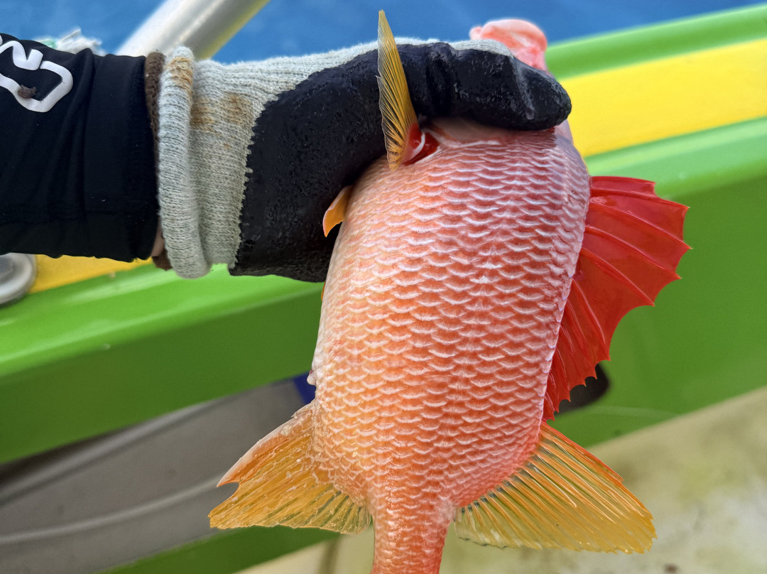 Rairoa Fishing And Tours-伦吉拉必去景点