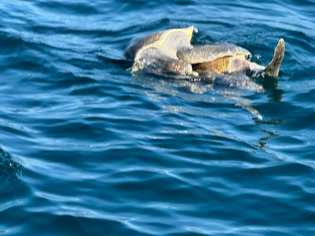 Xtreme Team-瓦图尔科必去景点