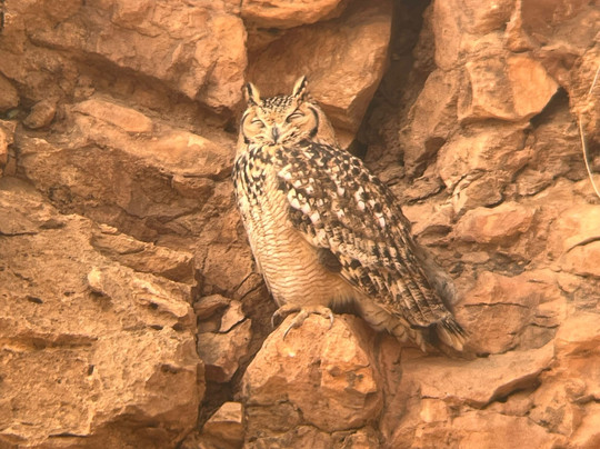 Riad Dades Birds - Lodge & Birding主图