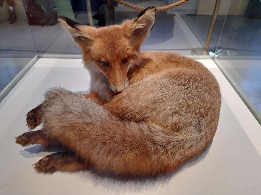 自然历史博物馆-斯德哥尔摩必去景点