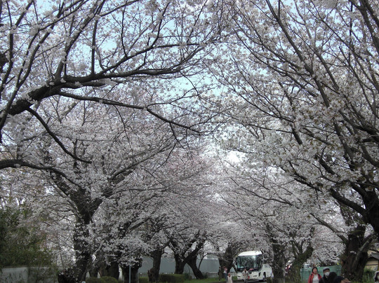 Iden Kenkyujo Sakuranamiki-三岛市必去景点