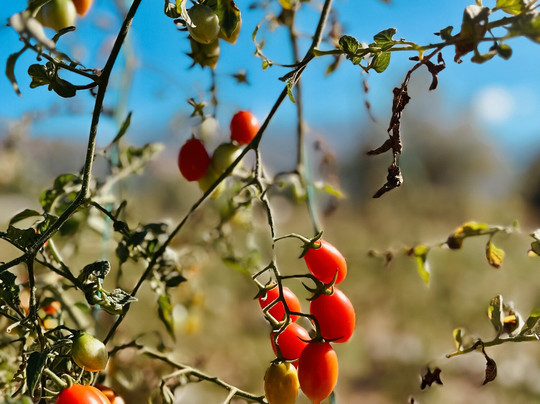 Best Crete Transfer-伊拉克利翁必去景点