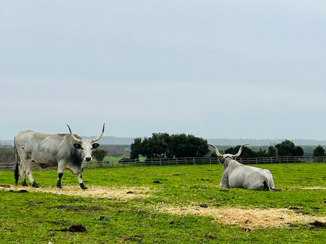 Parco Archeologico Naturalistico di Vulci-Montalto di Castro必去景点