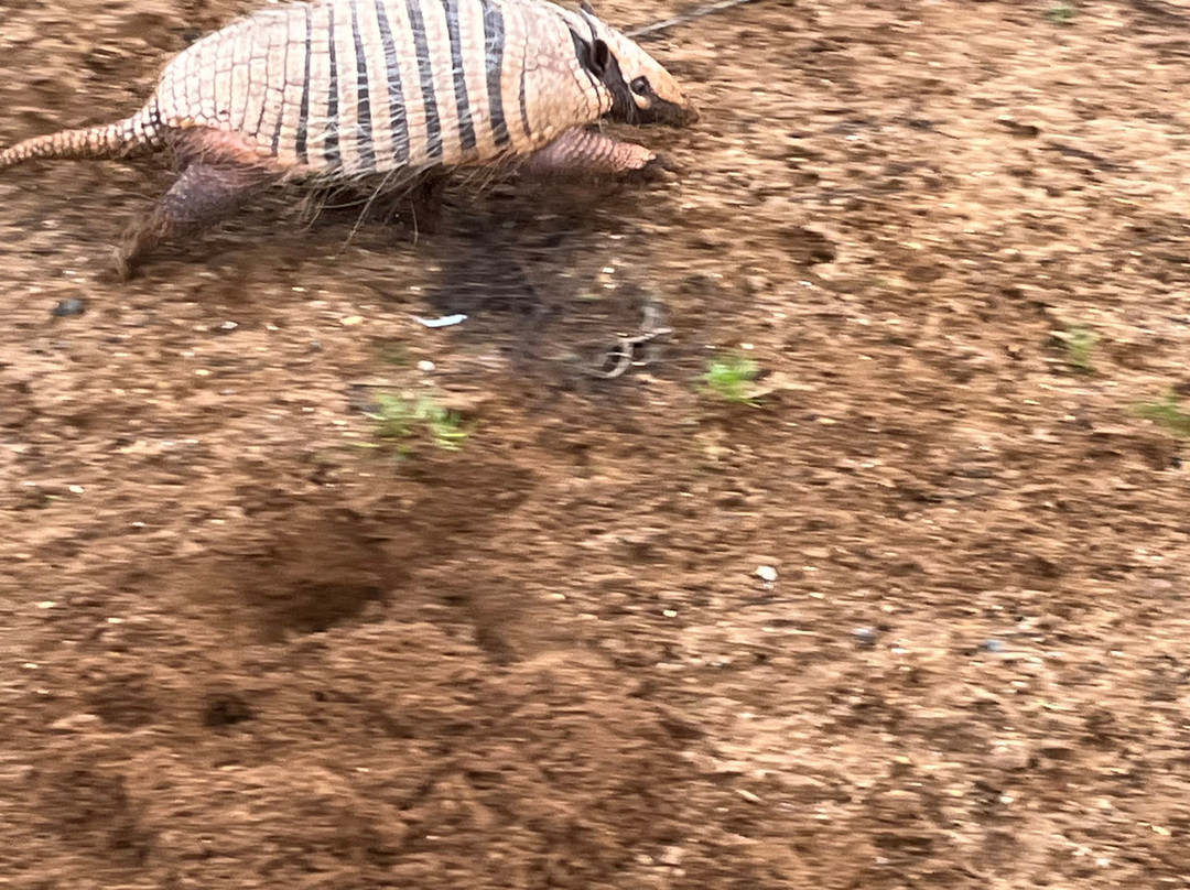 Jimmy's Farm & Wildlife Park-伊普斯威奇必去景点