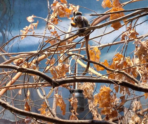 Zoo Antwerpen (dierentuin)-安特卫普必去景点