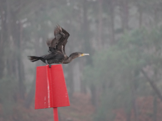 Birds Of Poole Harbour Events-普尔必去景点