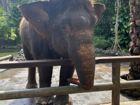 Reddog Bali Tours-库塔必去景点