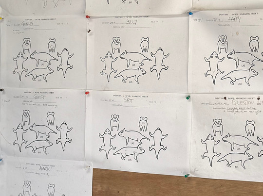 Tasmanian Devil Unzoo-塔拉纳必去景点