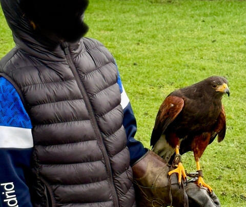 Feathers and Fur Falconry Centre-布拉克内尔必去景点