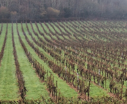 Denbies Vineyard Hotel主图