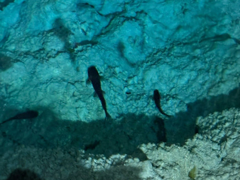 Parque Ecoturistico Cenote Aktun Bej-图伦必去景点