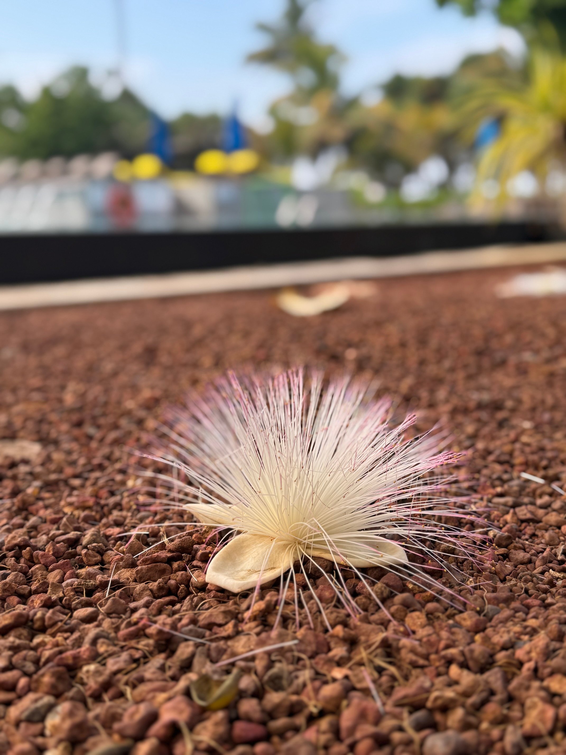 斯里兰卡森塔拉赛桑兹度假酒店及水疗中心-官方
