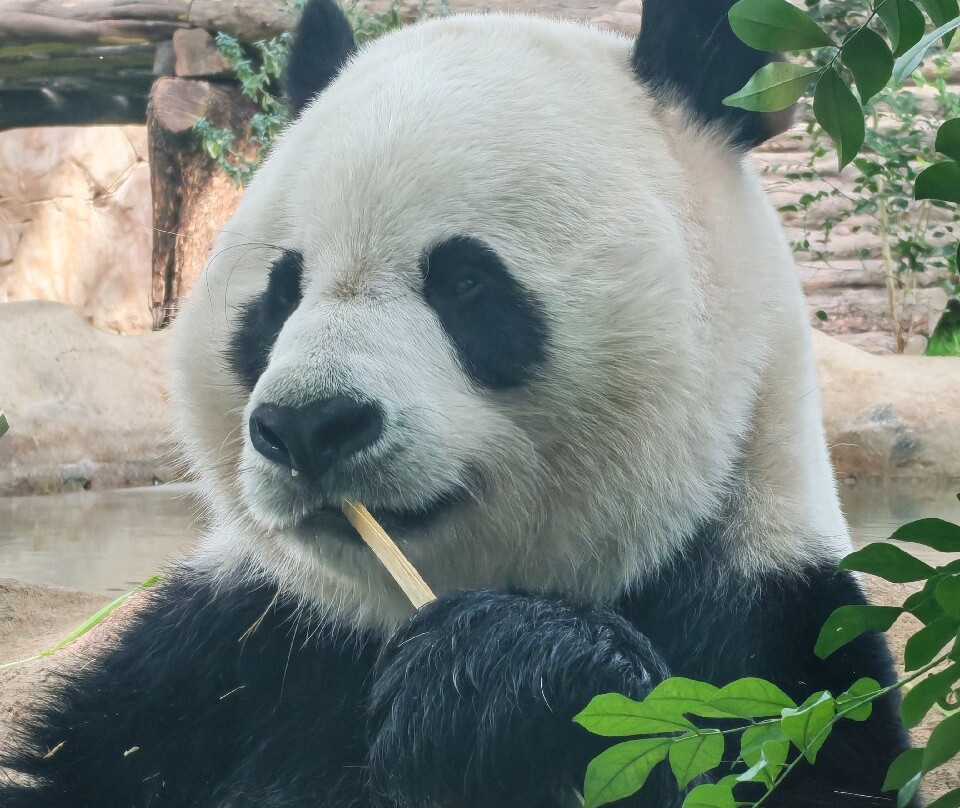 Panda House At Al Khor Park-Al Khor必去景点