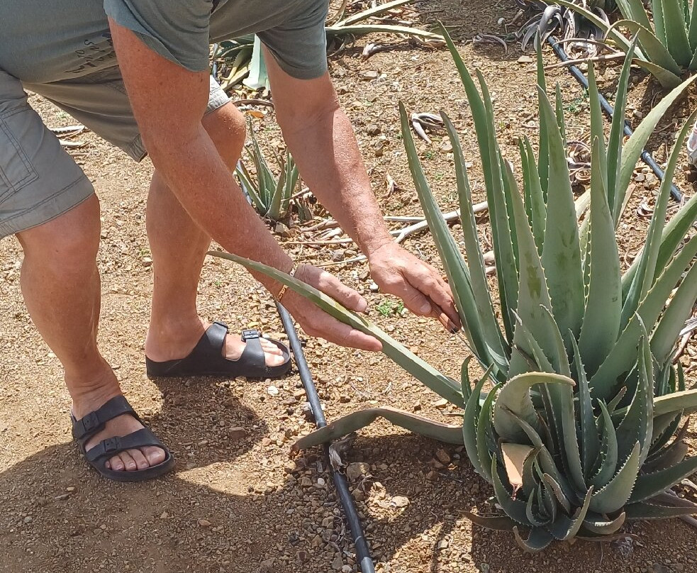 The Aloe Vera Curacao, Home of Curaloe Tour-威廉斯塔德必去景点