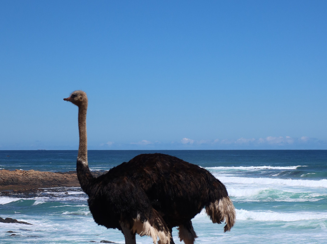 The Black Sheep Agency-开普敦中心区必去景点