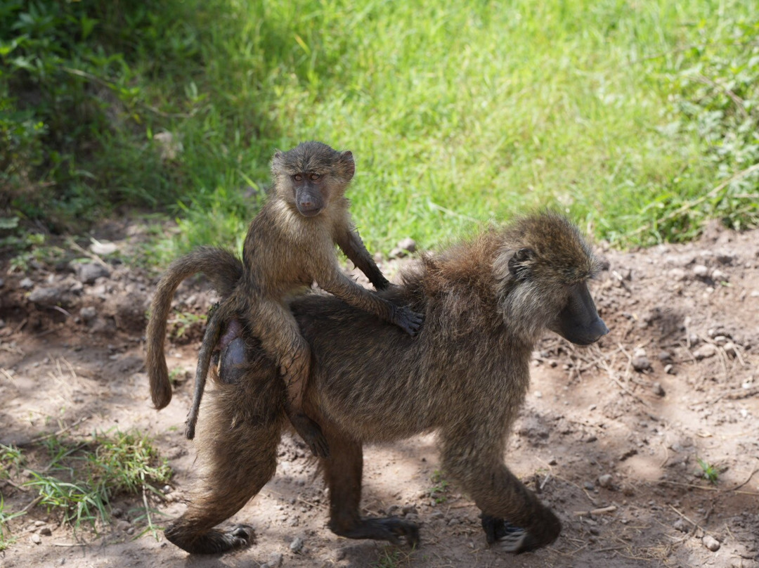 Kibuyu African Safaris-阿鲁沙必去景点