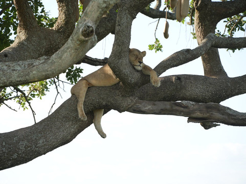 Kibuyu African Safaris-阿鲁沙必去景点