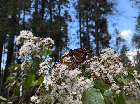 Mariposa Monarca-Angangueo必去景点