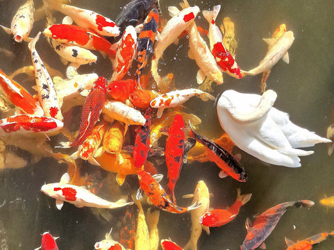 Pafos Zoo-帕福斯必去景点