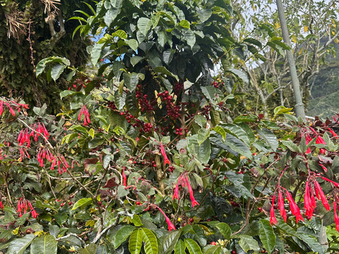 Finca Lérida-波魁特必去景点