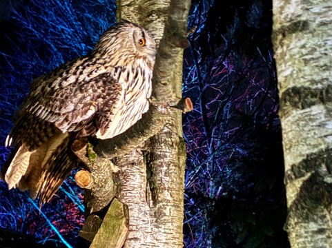 Hawk Conservancy Trust Bird of Prey Centre-Andover必去景点