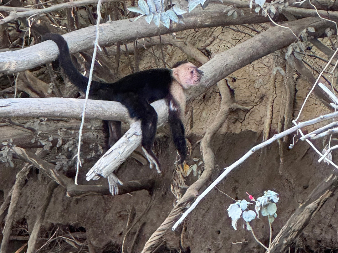 Jabiru Tours Palo Verde by Boat-Ortega必去景点