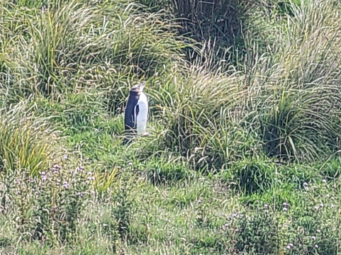 Clearwater Wildlife Tours-但尼丁必去景点