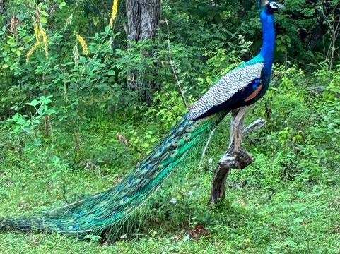 Come Visit Sri Lanka-康提必去景点