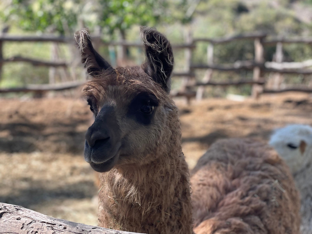San Ignacio Estancia Andina主图