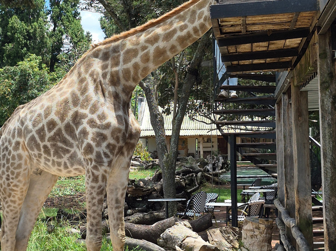 Wild Is Life-哈拉雷必去景点