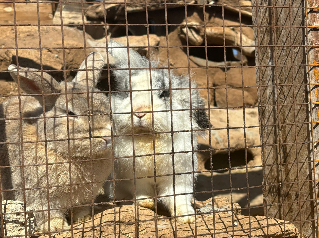 Tenerife Animal Sanctuary-圣克鲁斯-德特内里费必去景点