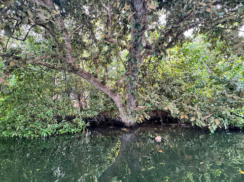 Hikkaduwa Lagoon Safari-Dodanduwa必去景点